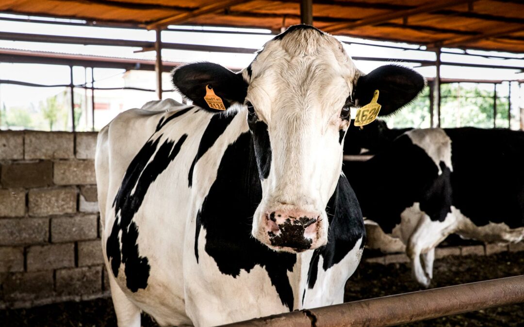 La leche inmunizada de vaca podría proteger contra el COVID-19